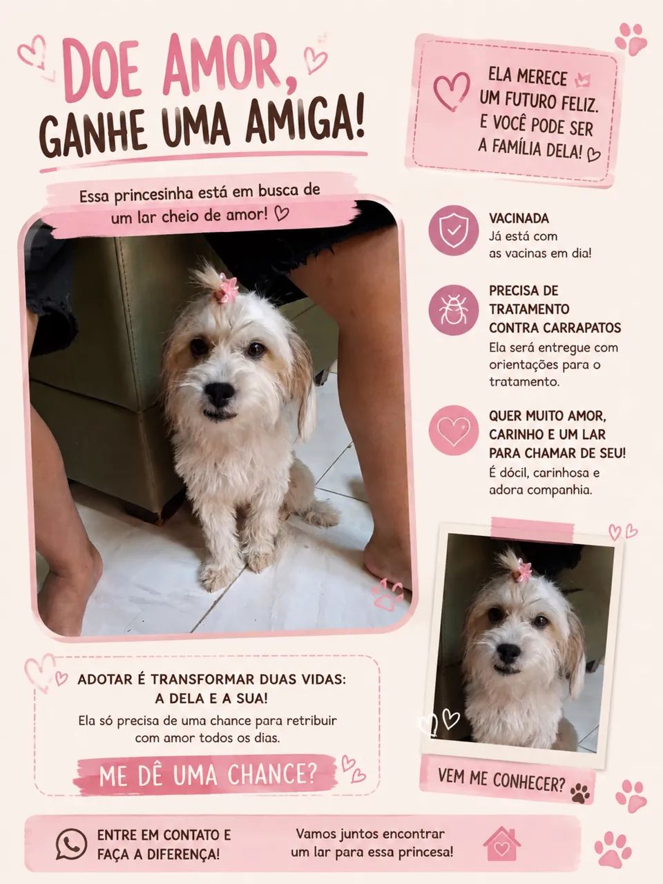 Doação de cachorra 