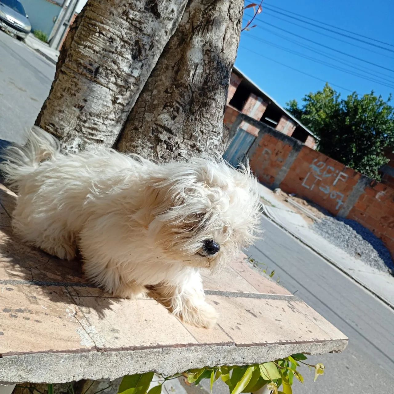 Cachorro Shitzu 