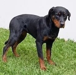 Rottweiler - Foto 3