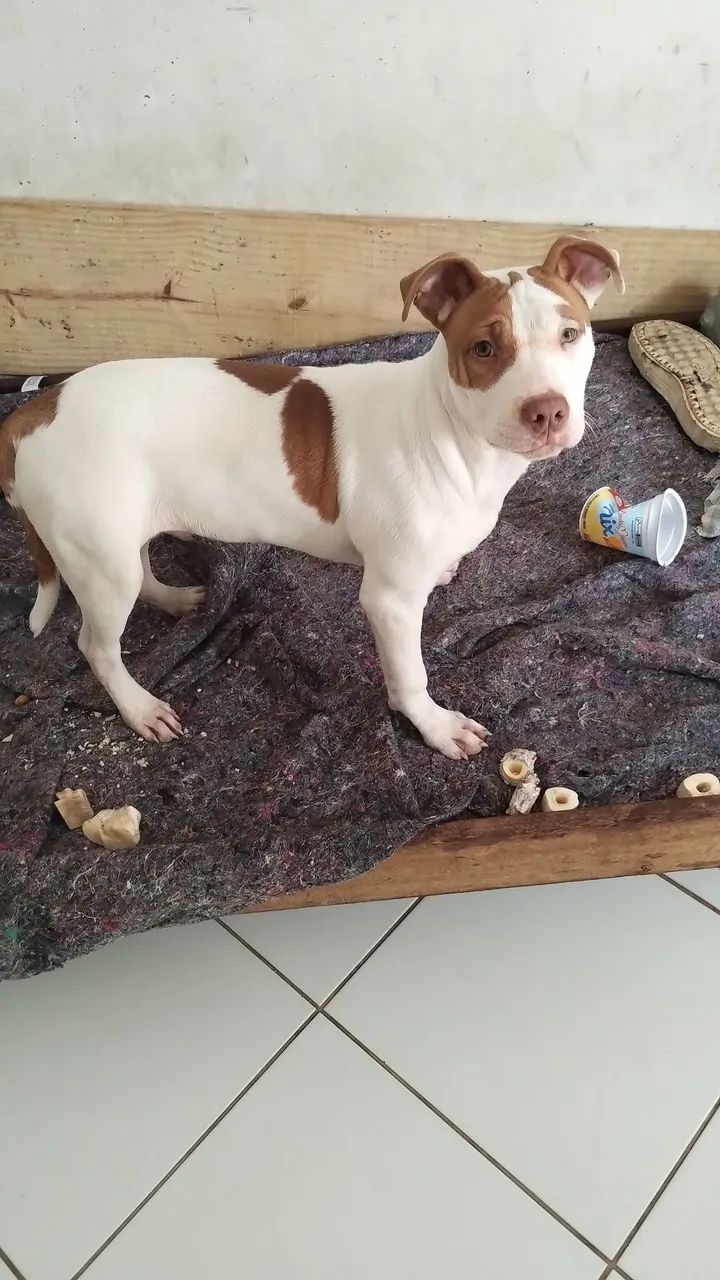 filhote pit.bull - Foto 2