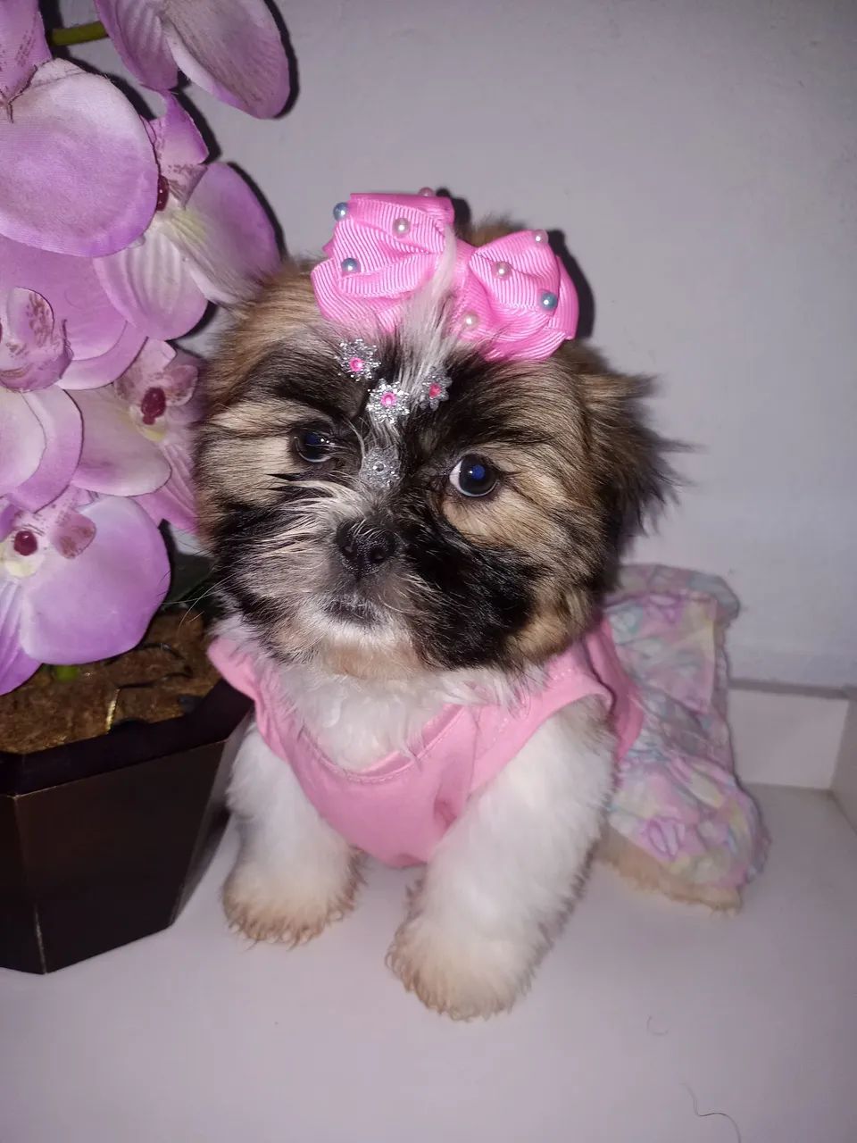 Cachorro  - Foto 5