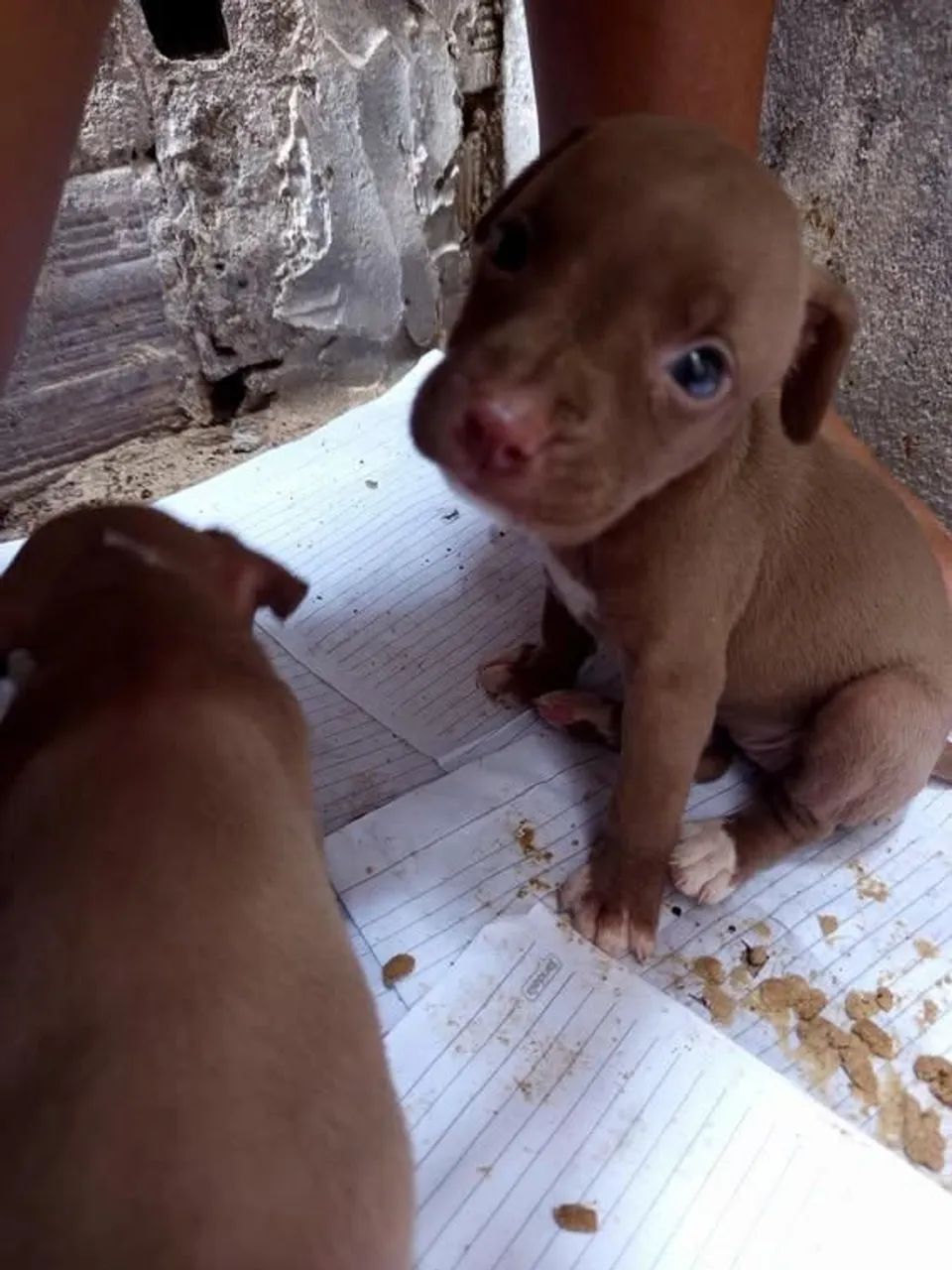 Pit moster - Foto 5