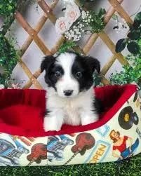 border collie Movimento constante
