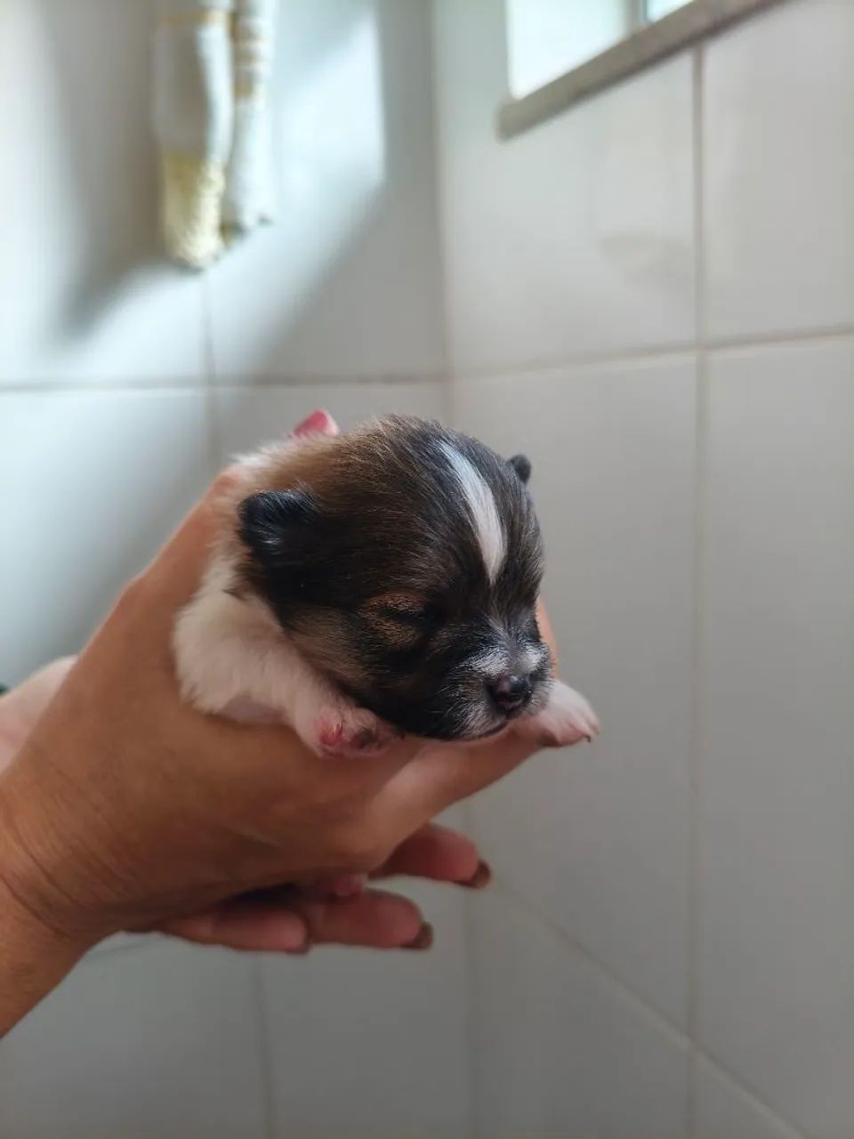 Filhotes de Spitzs Alemão  - Foto 4