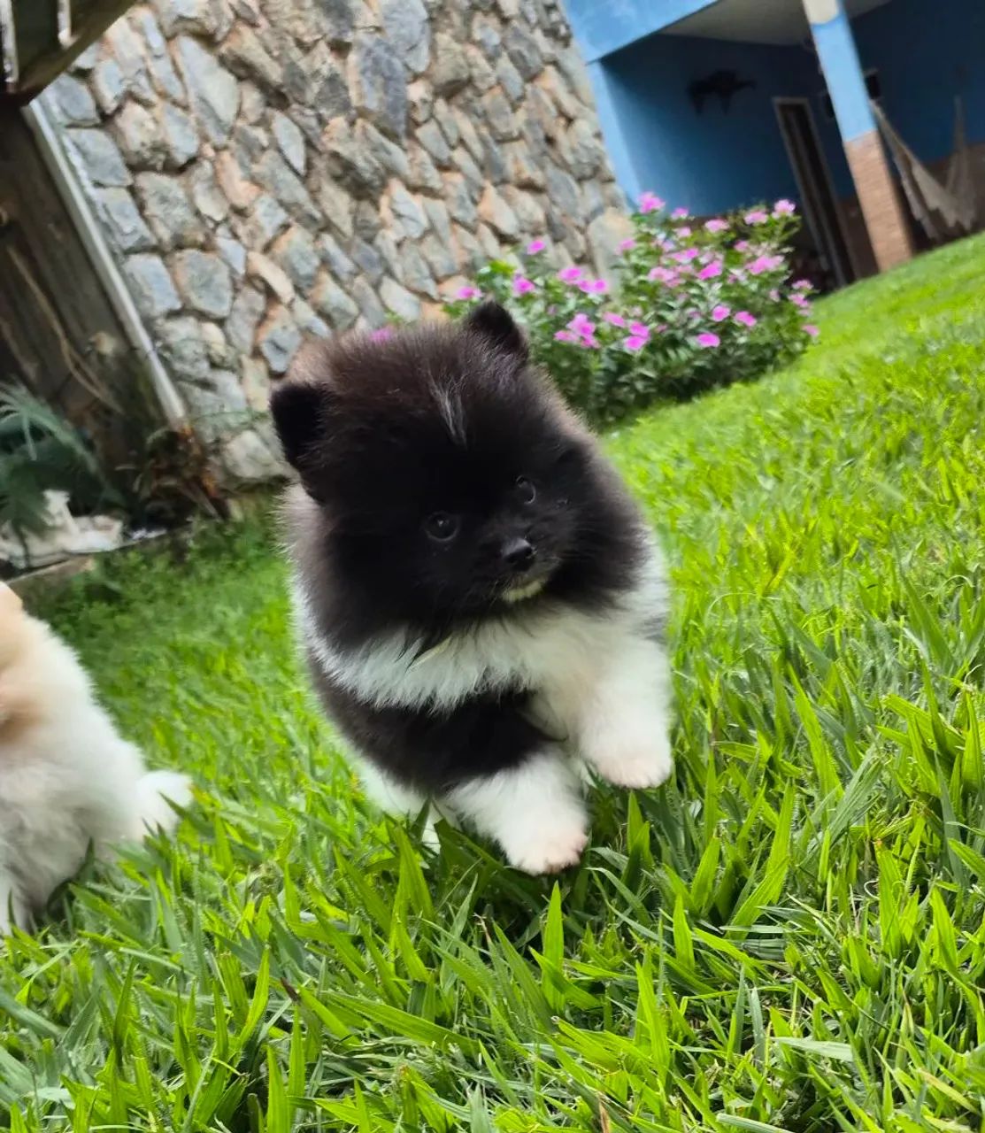 Spitz alemão macho com pedigree e parcelamento sem juros