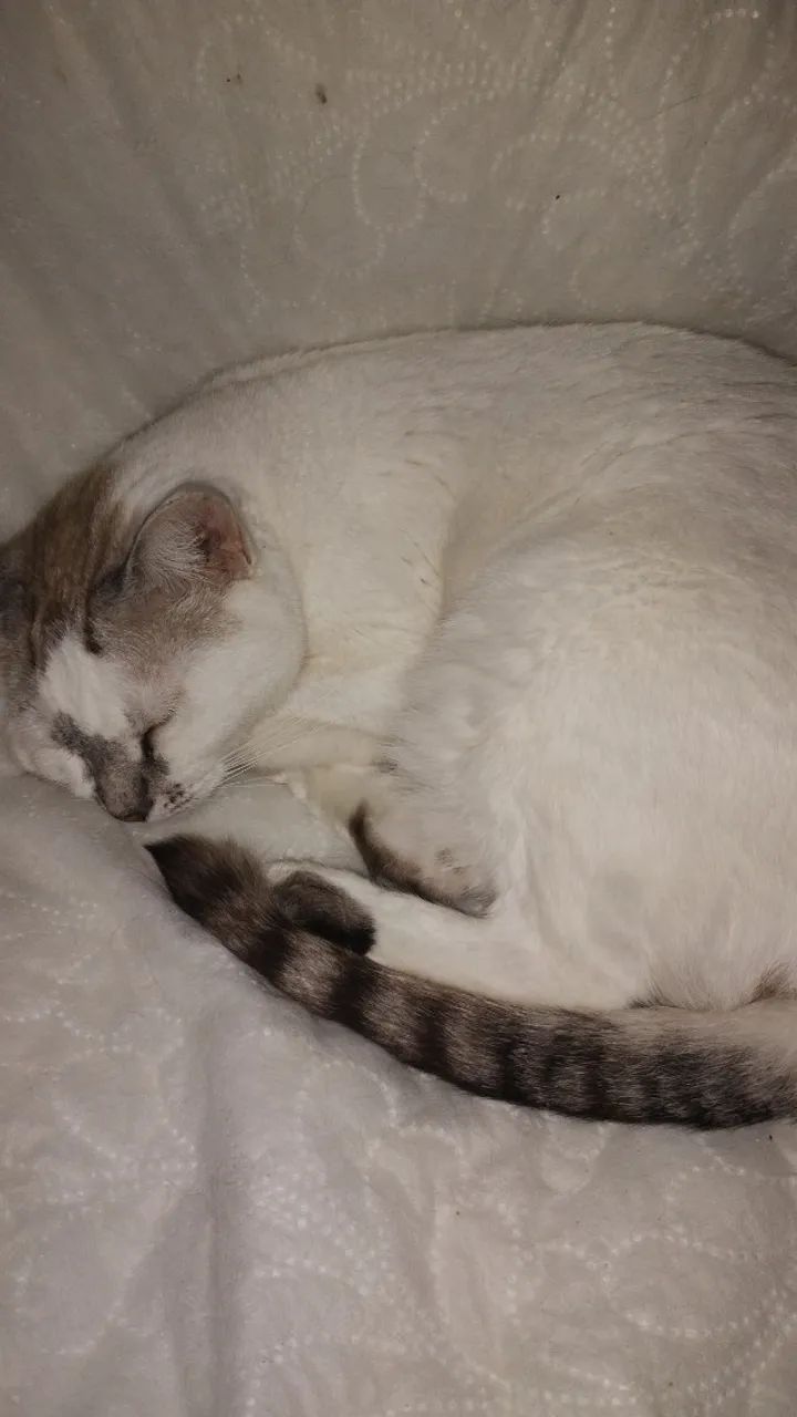 Babá de pets a domicílio  - Foto 3