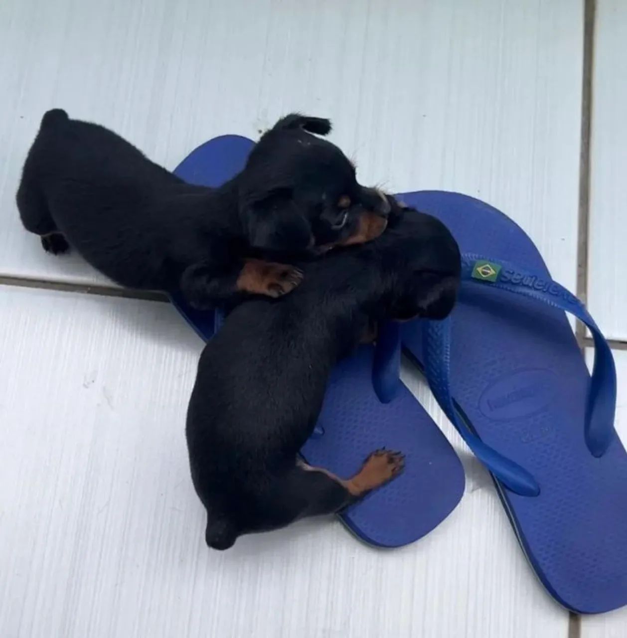 Pinscher miniatura 00 original  - Foto 2