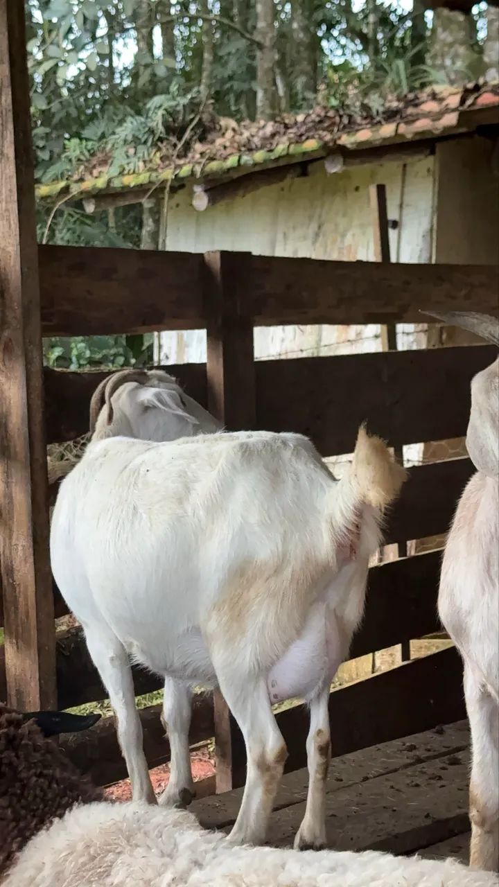 Cabras De Leite Prenha e bodes - Foto 5