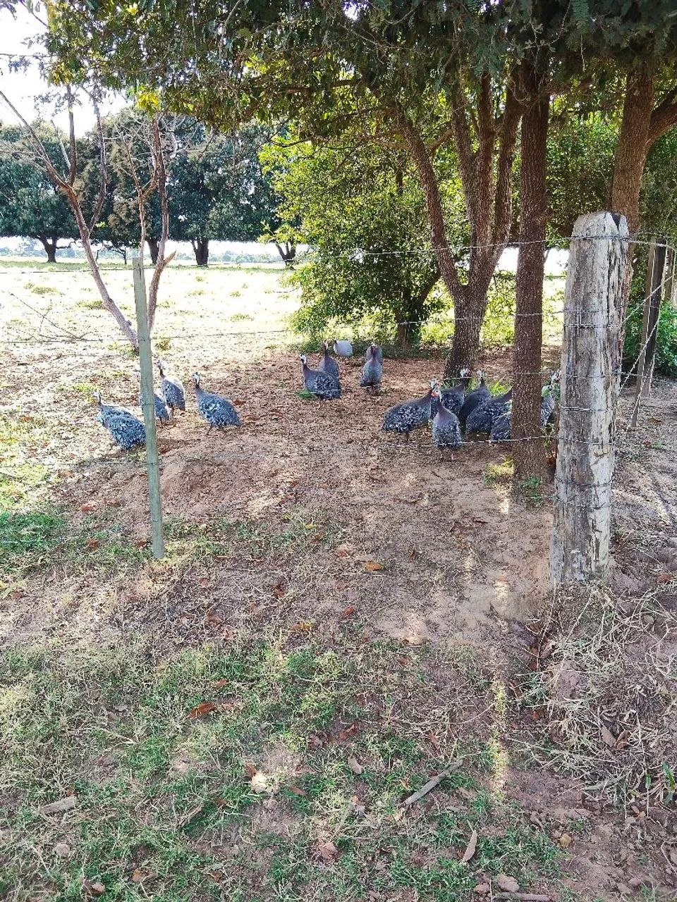 Vendo angolas  - Foto 2