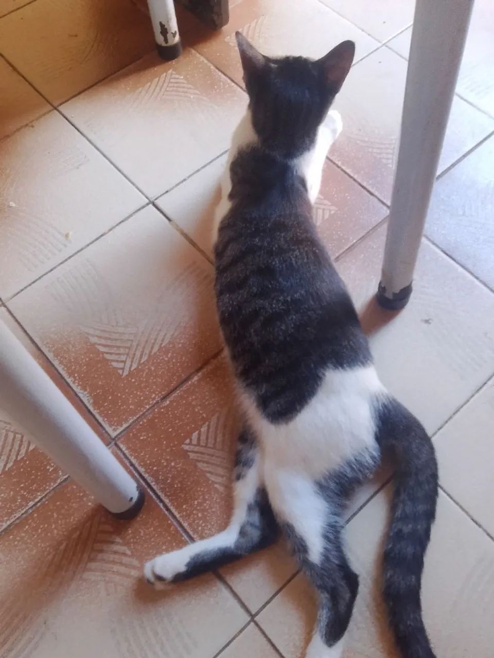 Gato macho pra adoção  - Foto 5