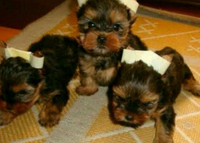 Filhotes de Yorkshire Mini Terrier