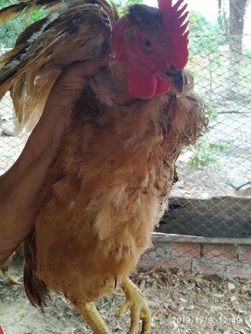 Vendo Galinha Caipirão - Foto 3