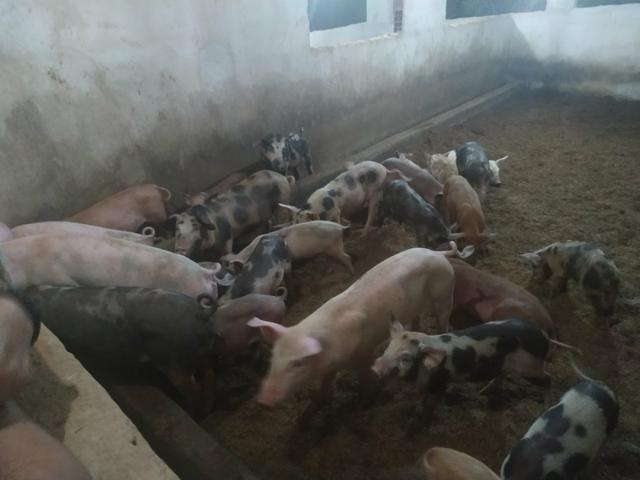 Porcos e leitoes