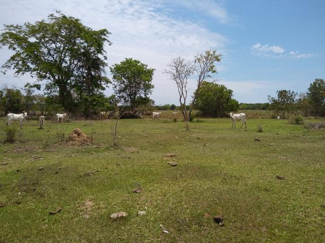 Fazenda a Venda - Foto 10