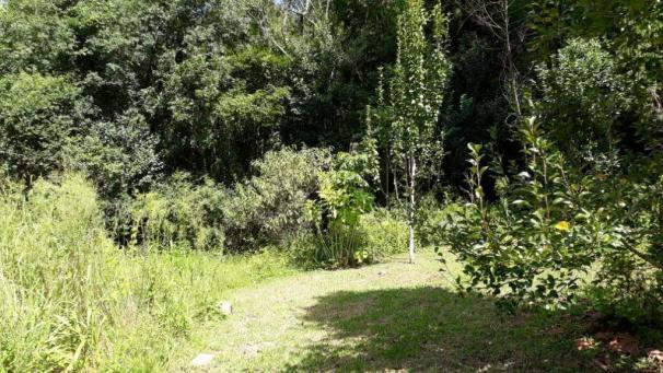 Sítio em gramado, linha tapera, 3,8 hectares - Foto 3