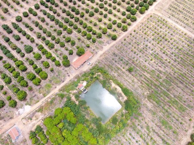 Fazenda 43 Hectares - Venda - Foto 8