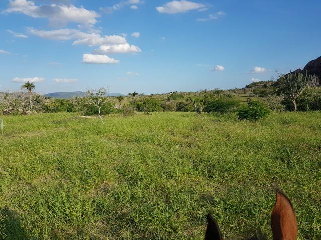 Fazenda de 791 tarefas, com sede nova e curral de ripão coberto com embarcador e balança - Foto 9