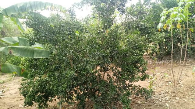 Propriedade de 7 hectares, escriturada, em Dois Leões-PE! - Foto 4