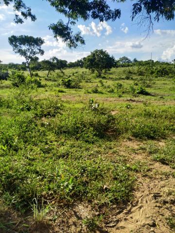 Fazenda - Foto 3