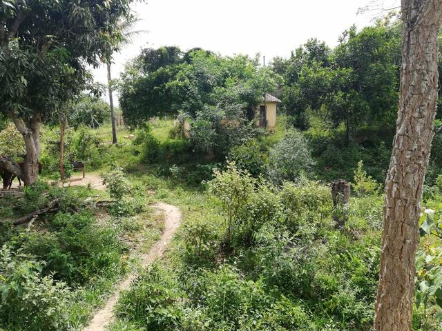 Oportunidade Fazenda de 175 hec por 430 mil - Foto 5