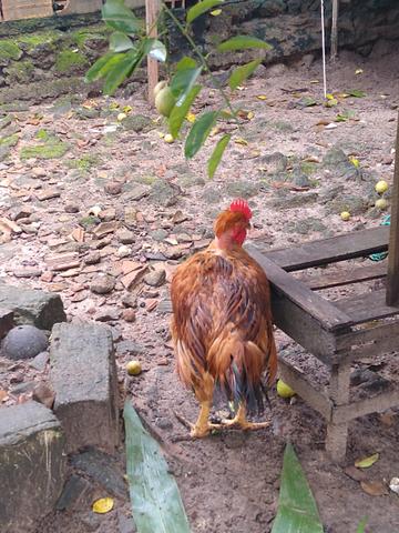 FRANGO pescoço pelado - Foto 2
