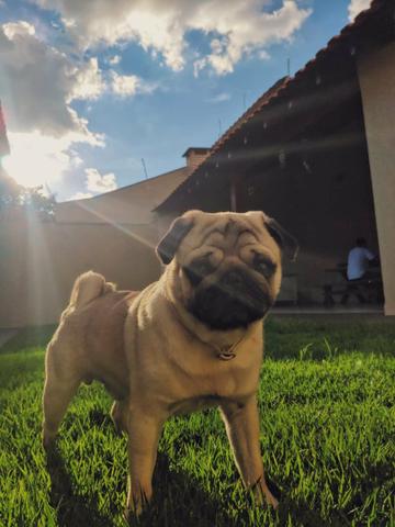 Pug macho para cruzar - Foto 3