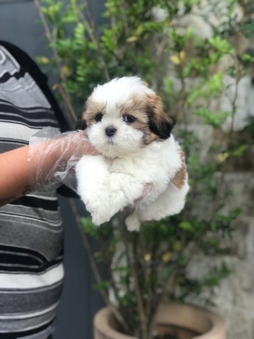 Shih tzu