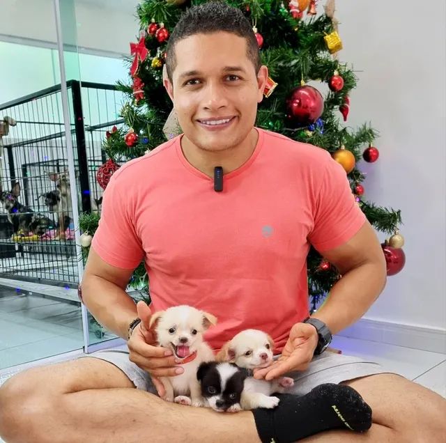 Chihuahua disponíveis Canil, Gatil, Hotel e Banho E Tosa tudo em um só lugar. - Foto 2