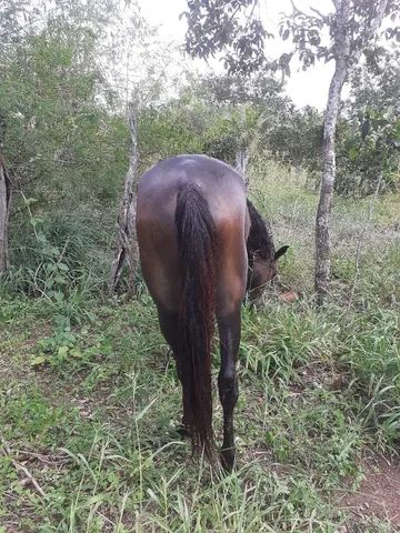 Egua quarto de milhã pura linda nova 4 anos