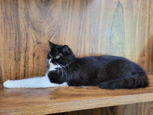Doação de Gata Angorá 