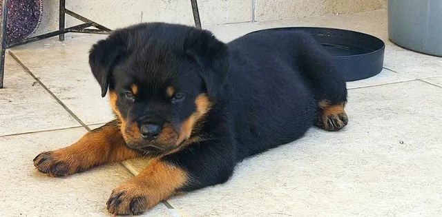 Rottweiler filhotes 