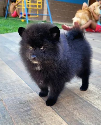 Spitz Alemão macho - Lulu da pomerânia - Foto 2