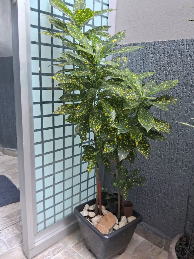Plantas