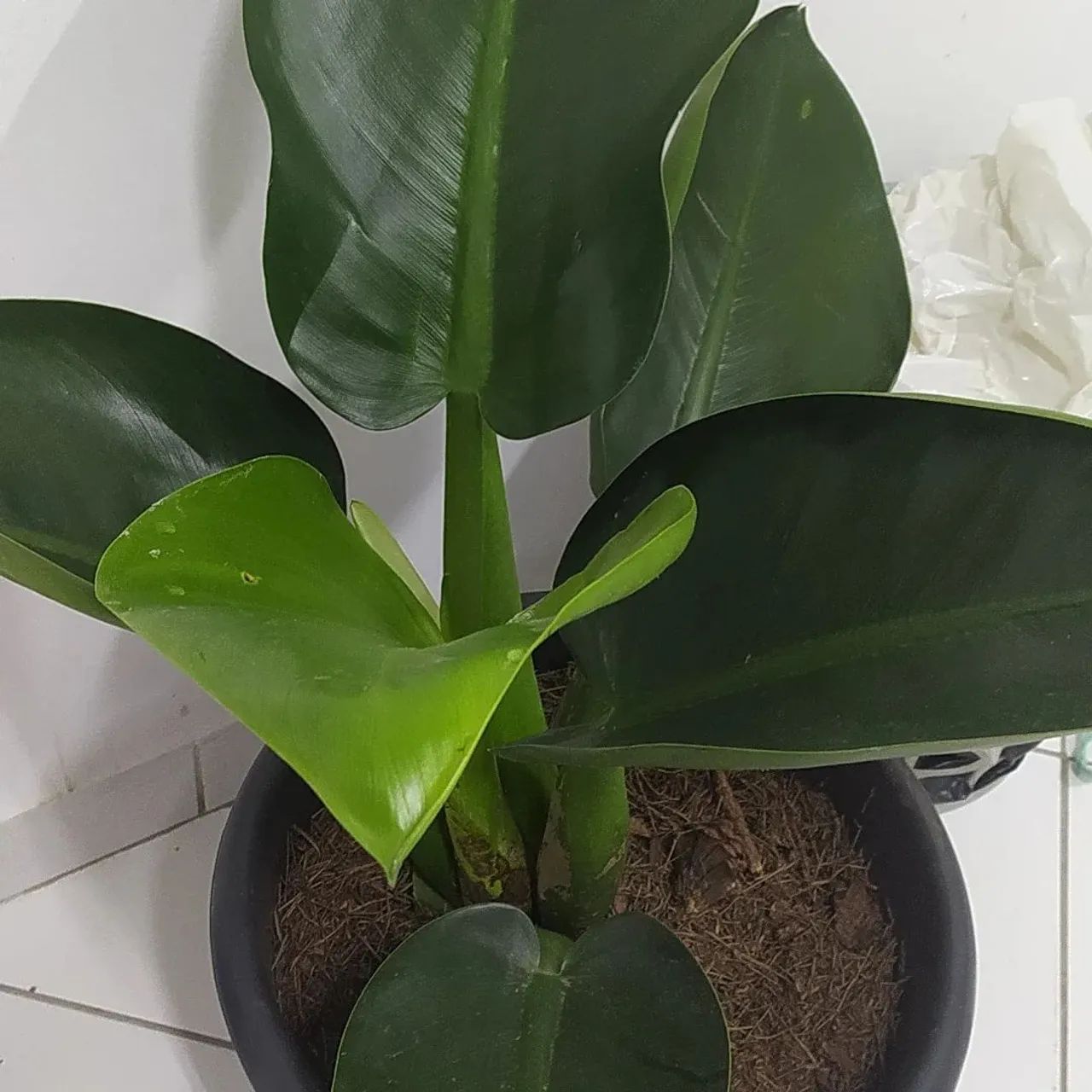Plantas grandes e lindas  - Foto 5