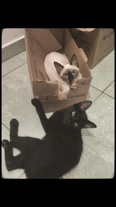 Gatinho preto disponível para adoção - Foto 3