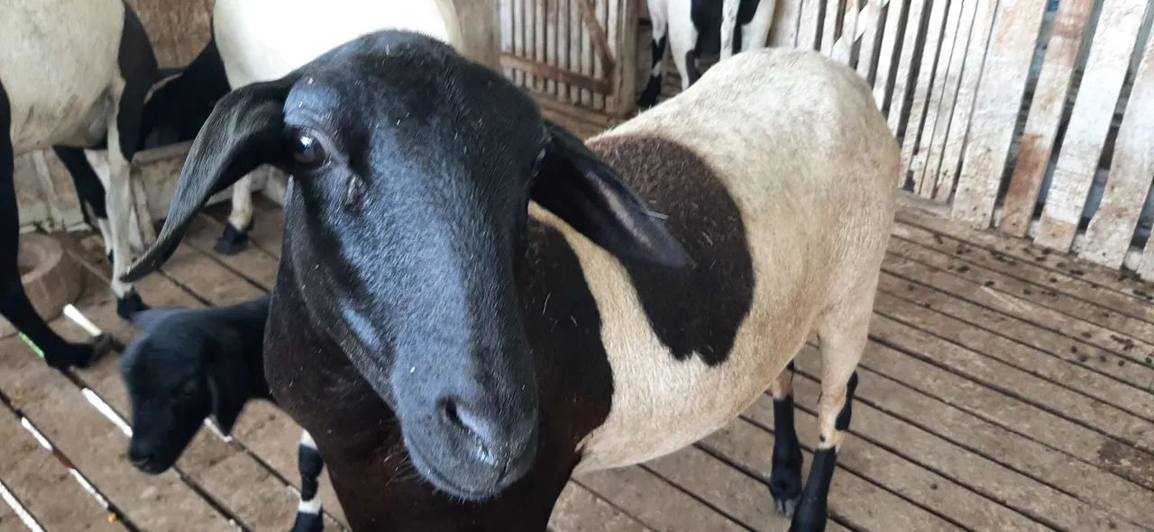 Ovelhas R$ 600,00 - Foto 5