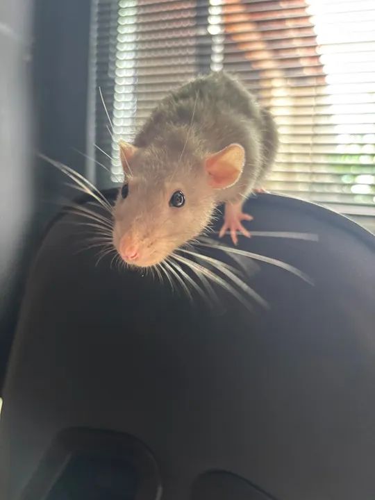 RATO TWISTER DUMBO - Foto 2