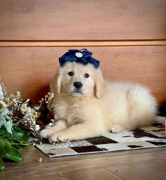 Golden Retriever Filhotes Lindos - Foto 5