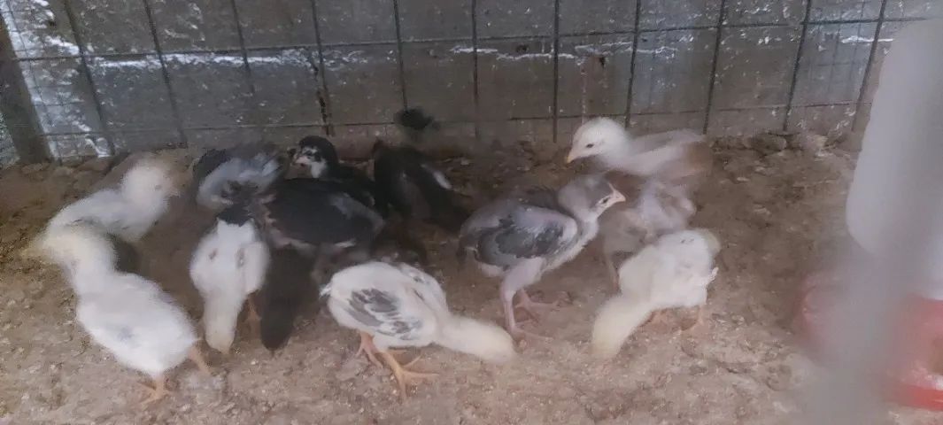 Pintinhos64650879047810122