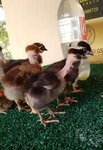 Pescoço pelado de baixa grande, GSB, Balao de baixa grande, Galinha Sertaneja Balão. - Foto 2