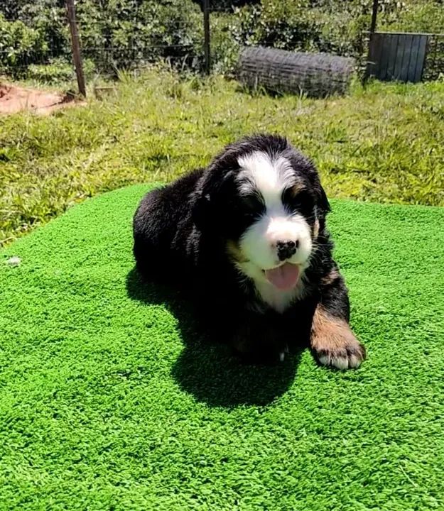 Bernese macho - Foto 2