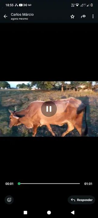 Vaca parida de fêmea. Tenho vídeo 
