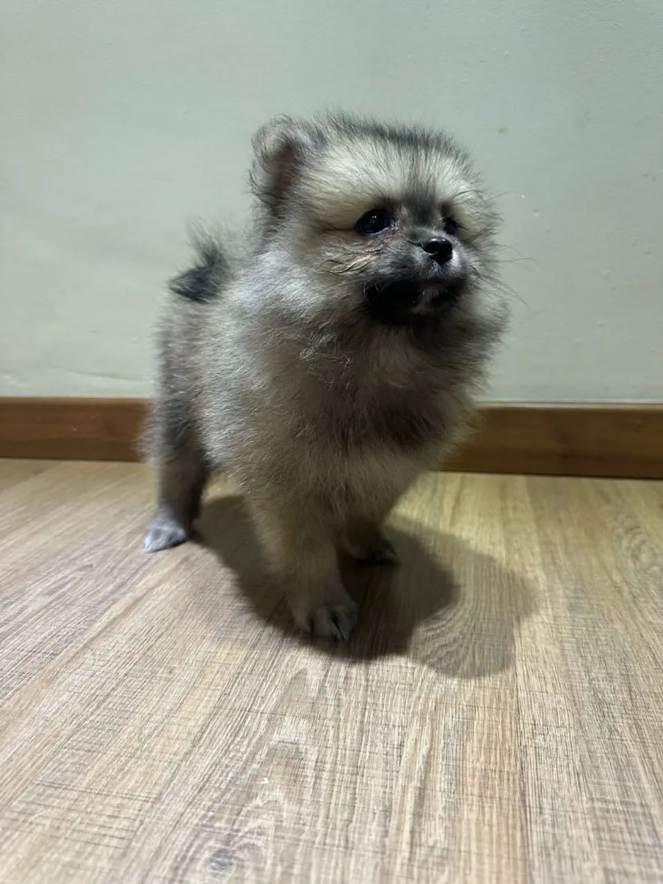Filhote de Lulu da Pomerania