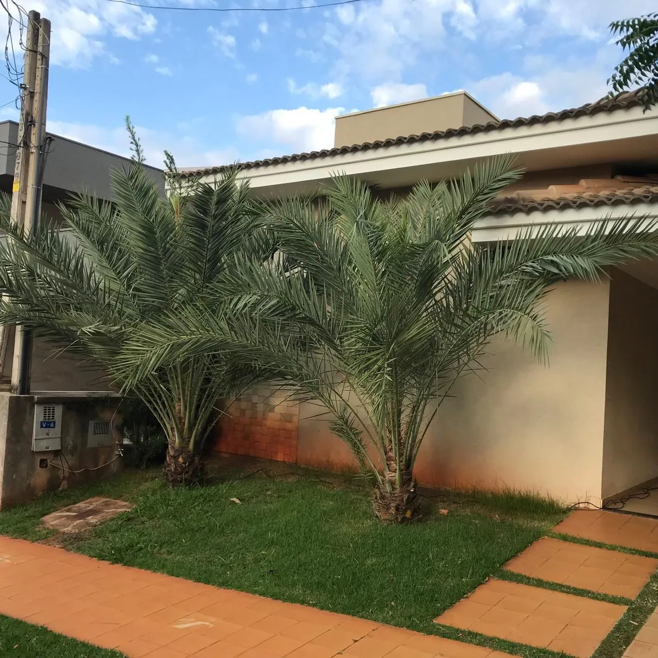 Tamareiras