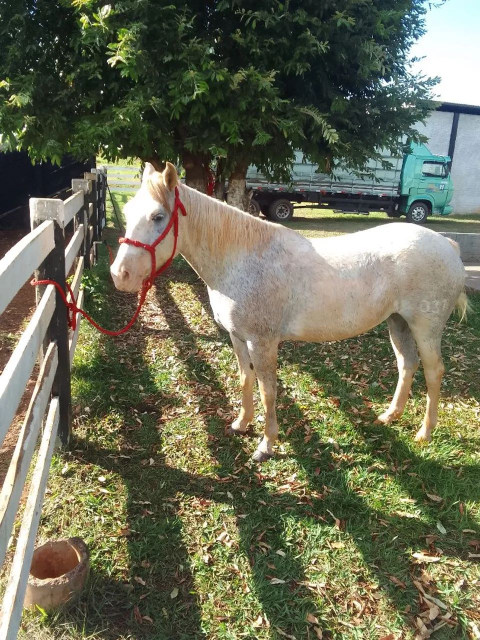 Égua  meio sangue QM   - Foto 3