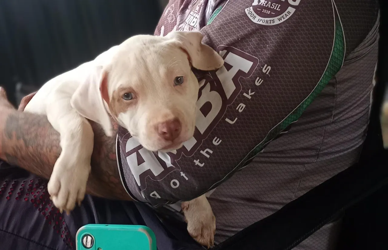 Filhote de Pitbull disponivel