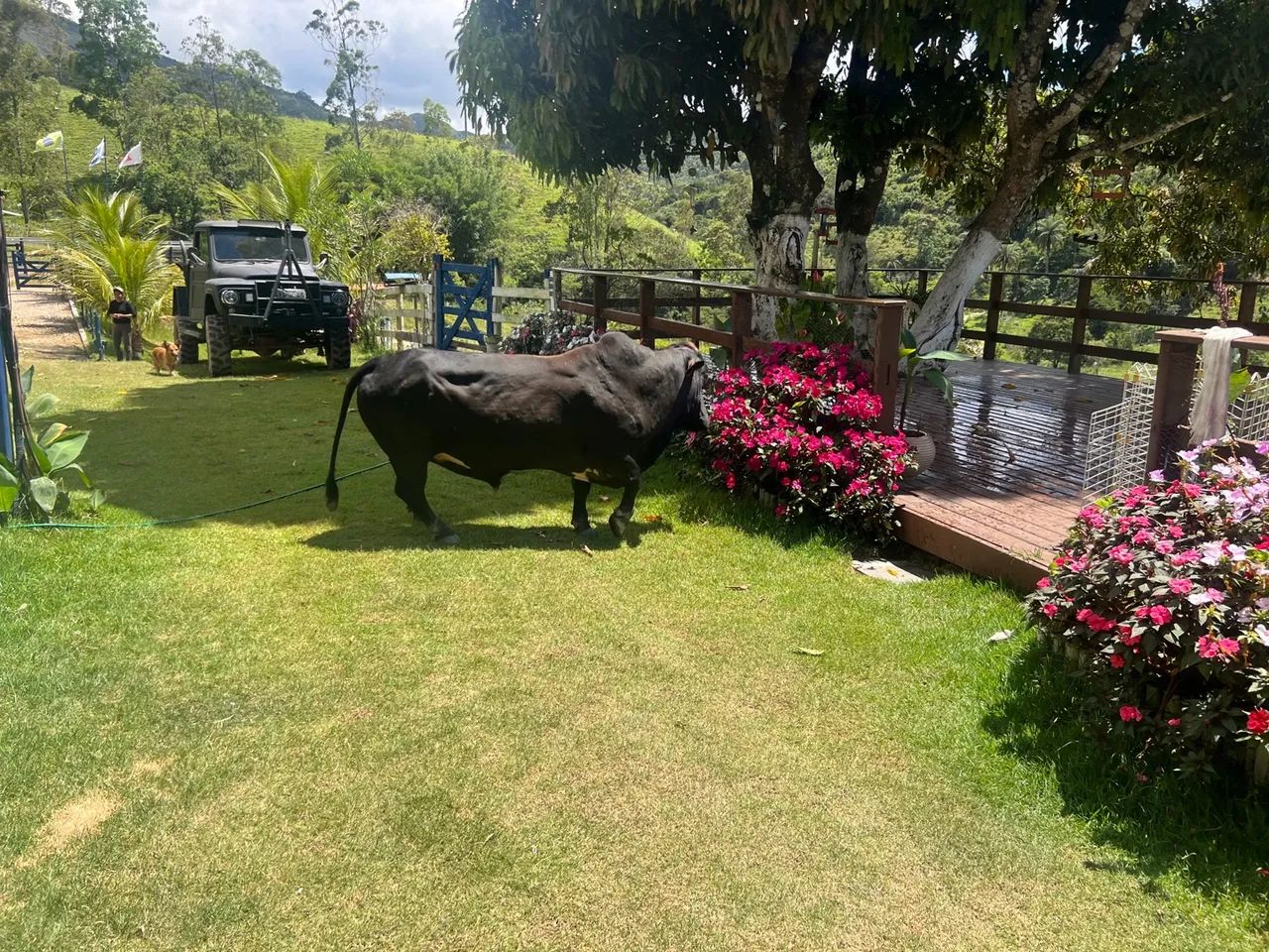 Mini boi Negro para Venda - Foto 6