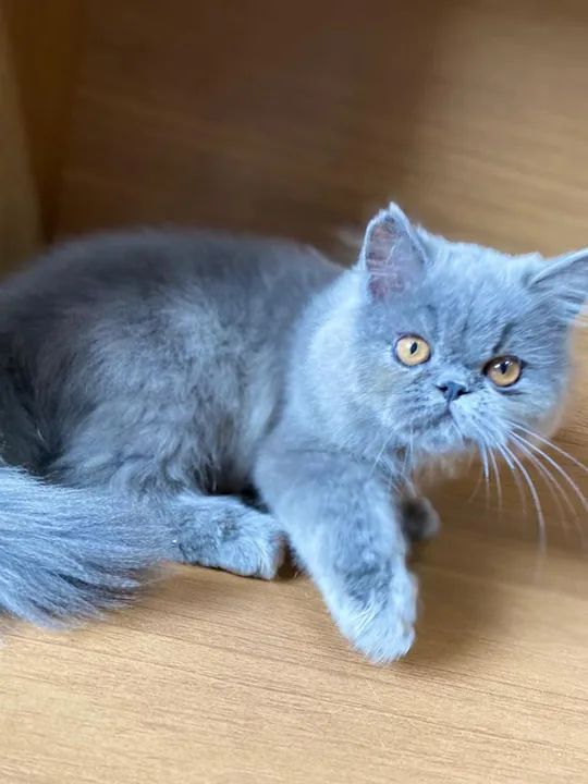 Gatinho persa filhote macho exótico  - Foto 2