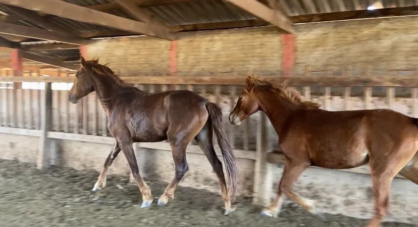 Éguas e cavalos - Foto 6