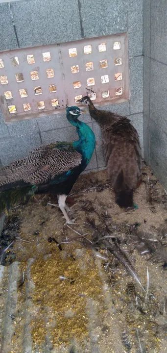 Venda de Pavões  - Foto 3